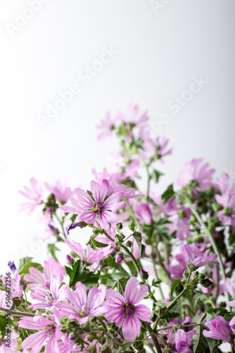 Malva sylvestris flowers.  Common mallow  Malva sylvestris  flowers. Wild Mallow Malva sylvestris on the white background.
