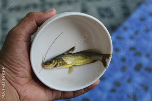 mystus tegra fish in a pot stinging seenghala fish kantia machha sale in India native mystus fish species of India photo