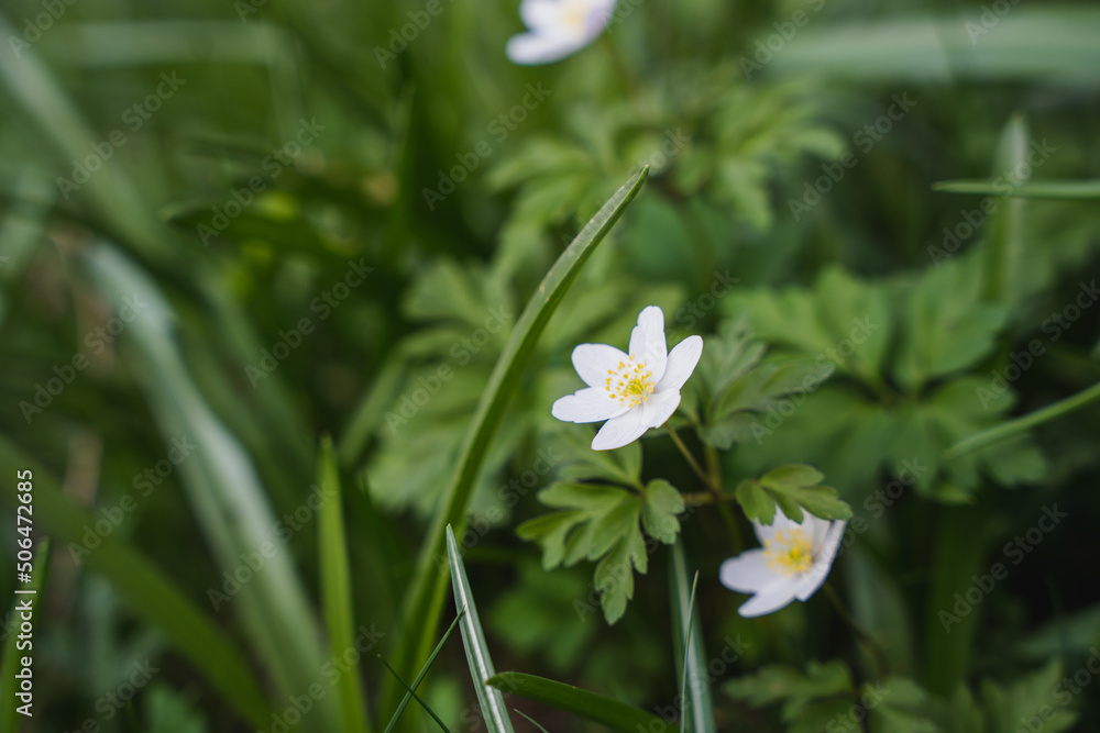 white daisy flower white daisy flower