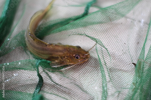 Mystus fish in net tegra fish catching with cast net native seenghala kantia fish species of India photo