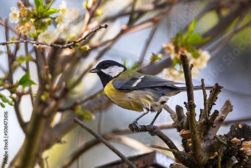 Great tit (Parus Major) sitting on a tree in the garden