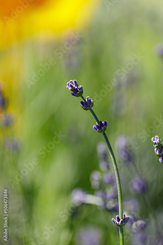 Beautiful flower close-up