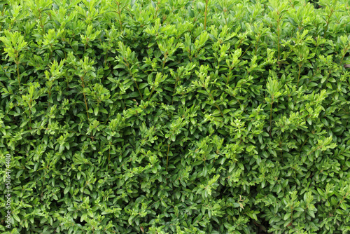 Boxwood hedge texture. Buxus plant pattern. Gardening hedge background.