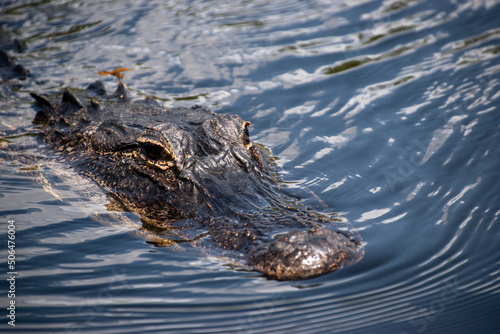 A single alligator swimming in the Everglades National Park, Florida