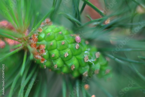 Cones on a tree with pine needles on a green summer field and blue sky. scenery. spruce. aspen. macro 