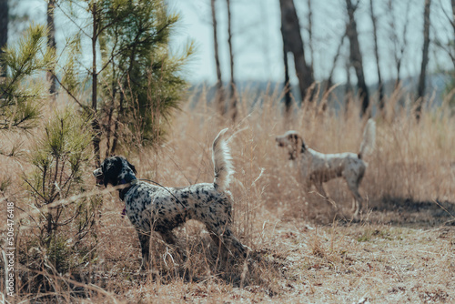 Dogs Pointing