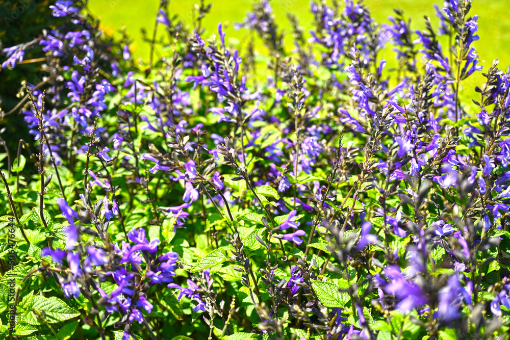 Salvias. Closeup purple flowers (salvia officinalis) in the garden. 