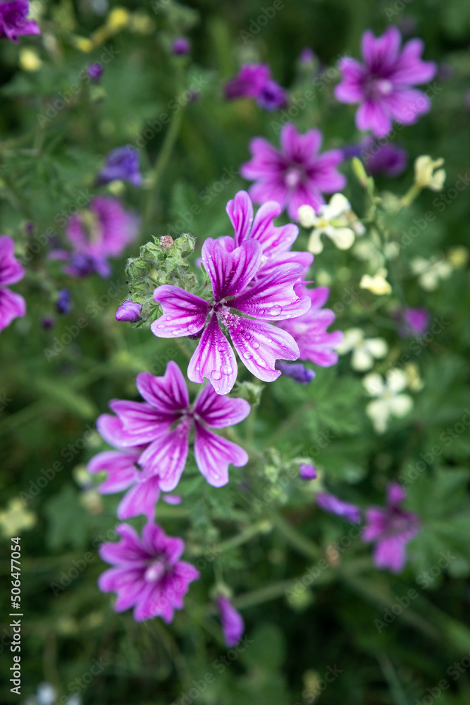 Malva sylvestris flowers. Common mallow (Malva sylvestris) flowers. Wild Mallow Malva sylvestris. Malva sylvestris flowers. Common mallow (Malva sylvestris) flowers. Wild Mallow Malva sylvestris.