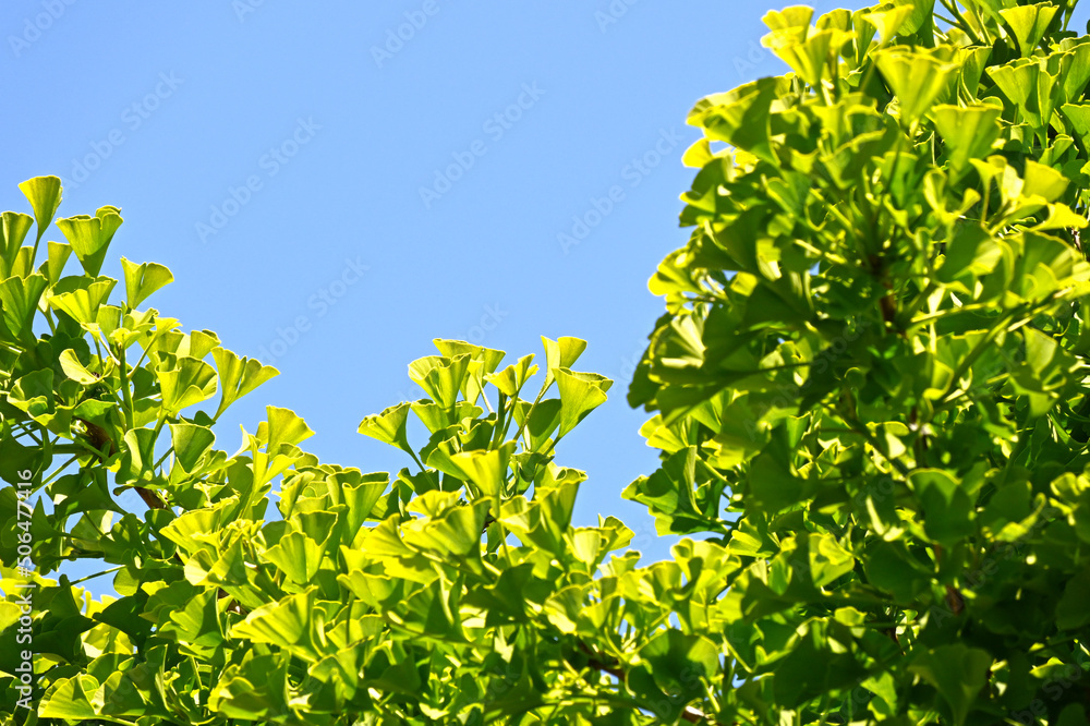 Fototapeta premium Ginkgo biloba green leaves on a tree in Chine,