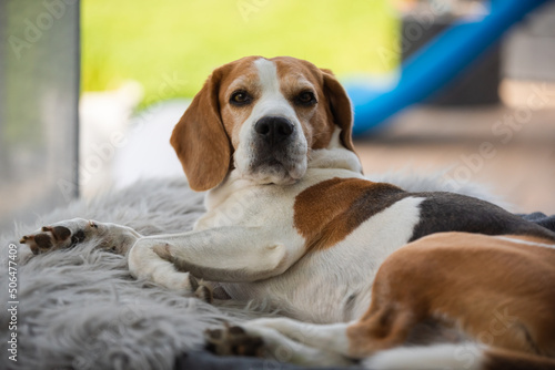 Portrait of Adult male beagle dog sleeping outdoors on sofa