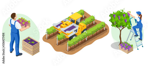 Isometric gardeners, farmers, workers caring for the garden, growing agricultural products. Grape harvest, Red wine grapes. Vineyard In Fall Harvest With Ripe Grapes. Oganic food, fine wine handmade