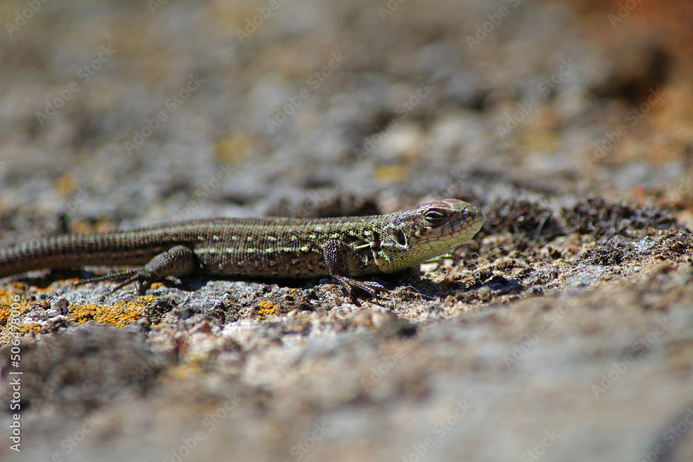 lizard on the stone