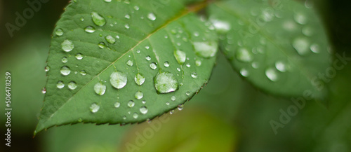 Tableau sur toile Beautiful large drop morning dew in nature, selective focus