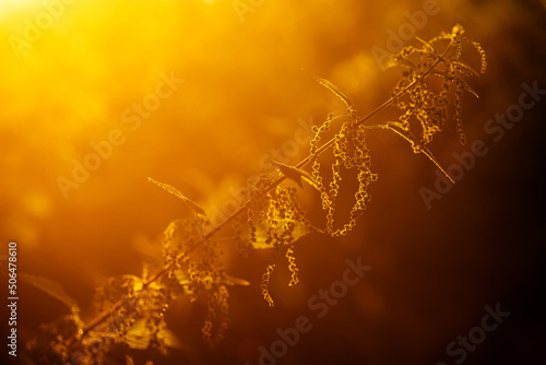 Urtica dioica, often called common nettle, or stinging nettle, or nettle leaf in sunset. Collection of nettle seeds in tsummer for preparation of funds used to normalize potency, Defocused. photo