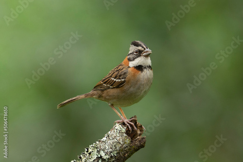 Rufous-collared Sparrow Copeton Zonotricha capensis