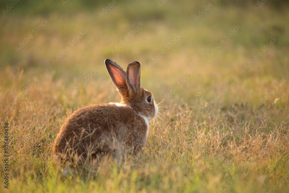 Rabbit in green field and farm way. Lovely and lively bunny in nature with happiness. Hare in the forest. Young cute bunny playing in the garden with grass and small flower in dreamy golden light. Rabbit in green field and farm way. Lovely and lively bunny in nature with happiness. Hare in the forest. Young cute bunny playing in the garden with grass and small flower in dreamy golden light.