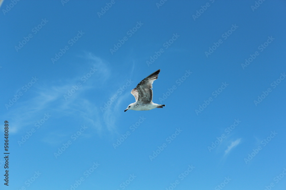 Istanbul Islands, island landscapes, seagulls, cargo ships and sailboats in the sea, black-winged seagulls soaring from the sky, Adalar Istanbul Turkey Istanbul Islands, island landscapes, seagulls, cargo ships and sailboats in the sea, black-winged seagulls soaring from the sky, Adalar Istanbul Turkey