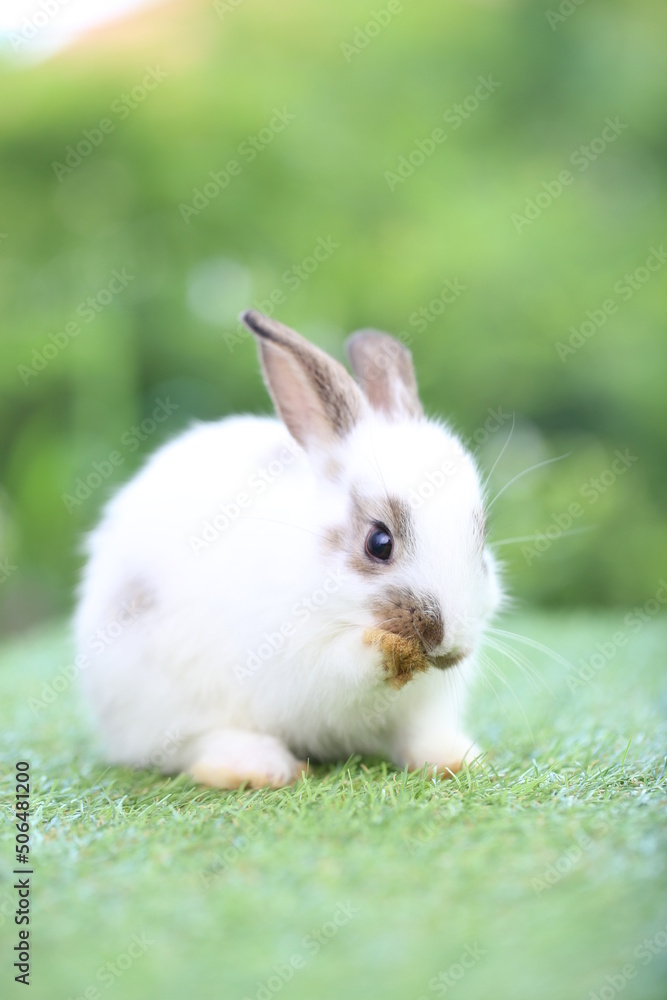 Cute little rabbit on green grass with natural bokeh as background during spring. Young adorable bunny playing in garden. Lovrely pet at park Cute little rabbit on green grass with natural bokeh as background during spring. Young adorable bunny playing in garden. Lovrely pet at park