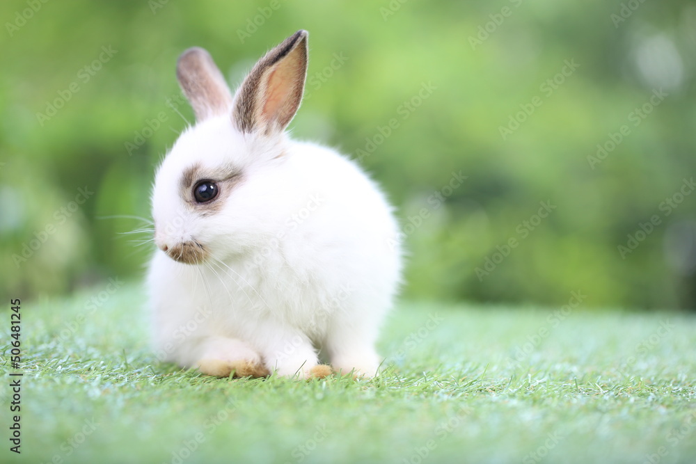 Cute little rabbit on green grass with natural bokeh as background during spring. Young adorable bunny playing in garden. Lovrely pet at park