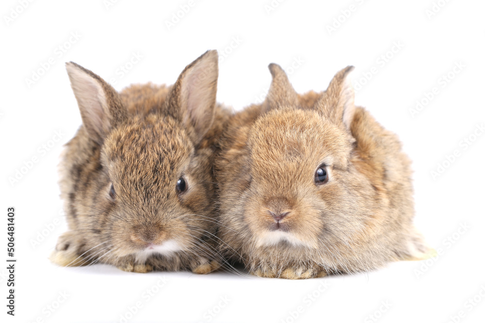 Obraz premium Little adorable rabbit on white background. Young cute bunny in many action and color. Lovely pet with fluffy hair. Three litle young baby rabbit brown in action. Fur pet with long ear isolated.