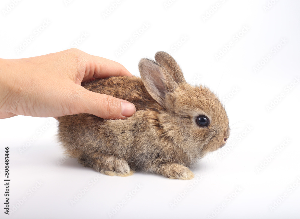 Obraz premium Little adorable rabbit on white background. Young cute bunny in many action and color. Lovely pet with fluffy hair. Fur pet with long ear isolated with human hand with care.