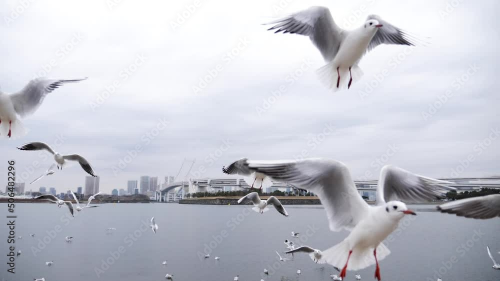 Flying seagulls hunting for food in slow motion. Rainbow bridge in the background, Odaiba, Tokyo. High quality FullHD footage.