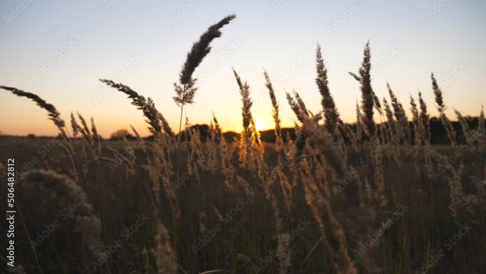 Close up to high stems of wild plants with beautiful sunset at background. Evening sun illuminating stalks at uncultivated meadow. Pampas grass slowly swaying on light breeze. Blurred background Close up to high stems of wild plants with beautiful sunset at background. Evening sun illuminating stalks at uncultivated meadow. Pampas grass slowly swaying on light breeze. Blurred background