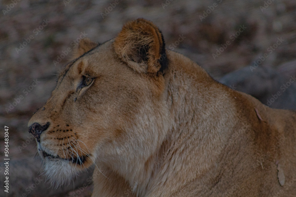 león león