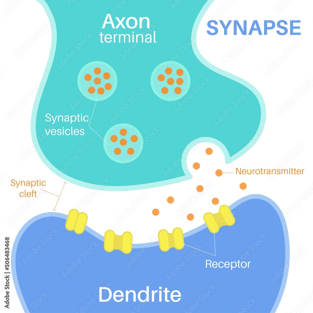Synapse is a structure that permits a neuron. Synapse is a structure that permits a neuron.