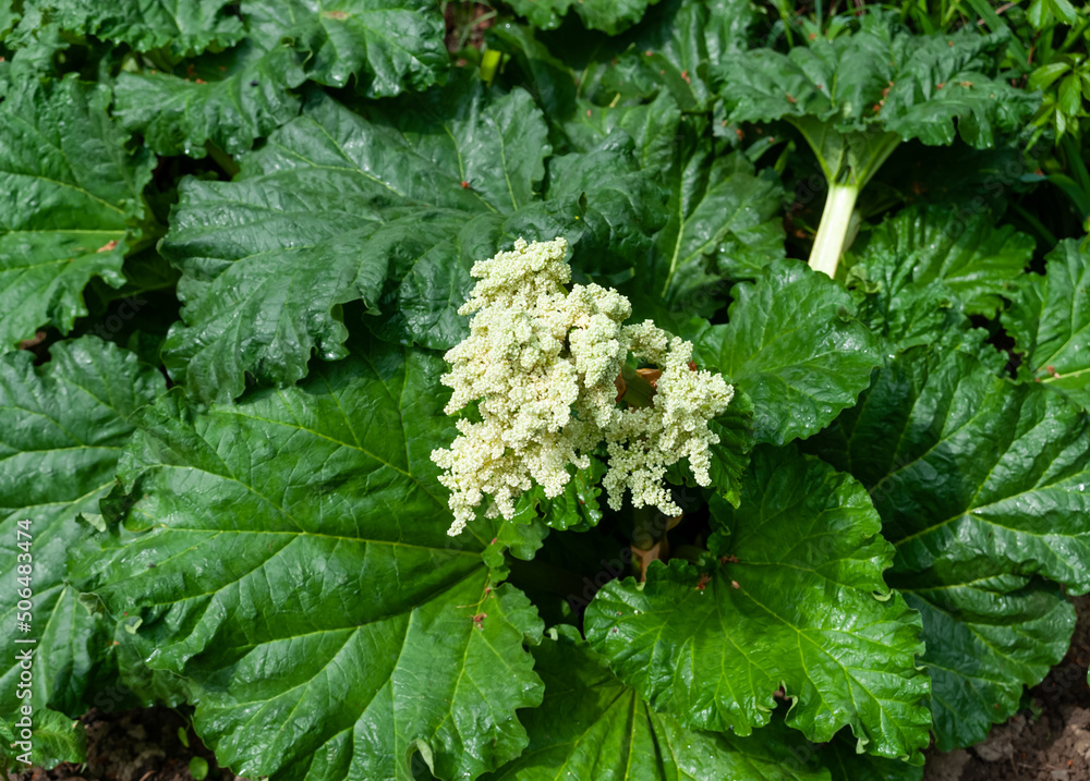The rhubarb plant, a broad-leaved green supplier of vitamins and microelements, began to flourish and began to bloom in white. The rhubarb plant, a broad-leaved green supplier of vitamins and microelements, began to flourish and began to bloom in white.