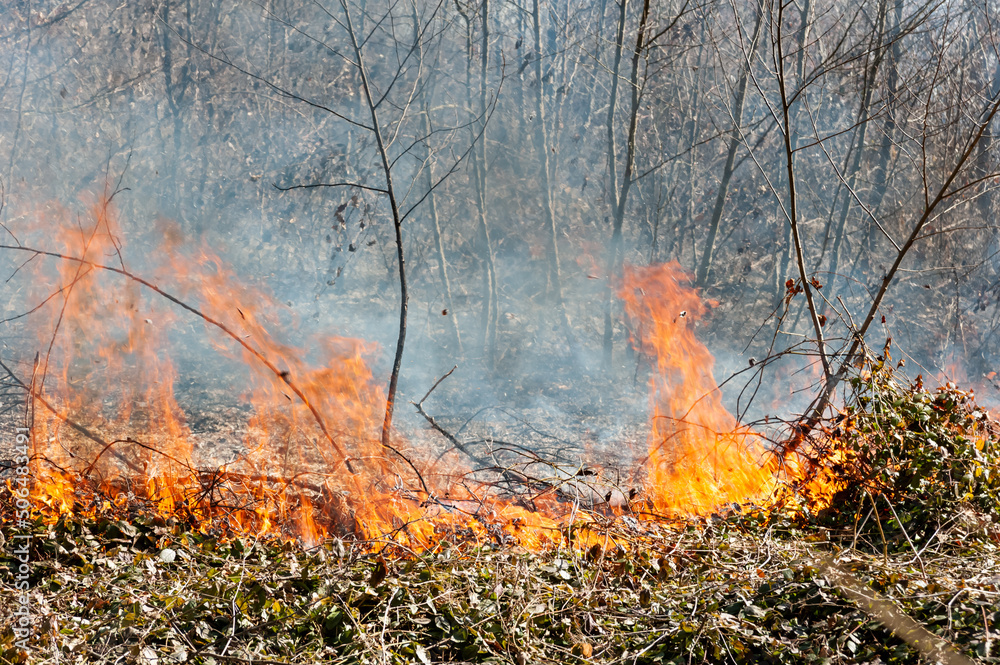 With the wrong behavior with the fire in the spring in the woods. sometimes dry grass or burnt autumn leaves catch fire. Newborn hares and hedgehogs die in the fire. With the wrong behavior with the fire in the spring in the woods. sometimes dry grass or burnt autumn leaves catch fire. Newborn hares and hedgehogs die in the fire.