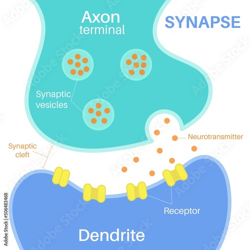 Synapse is a structure that permits a neuron.