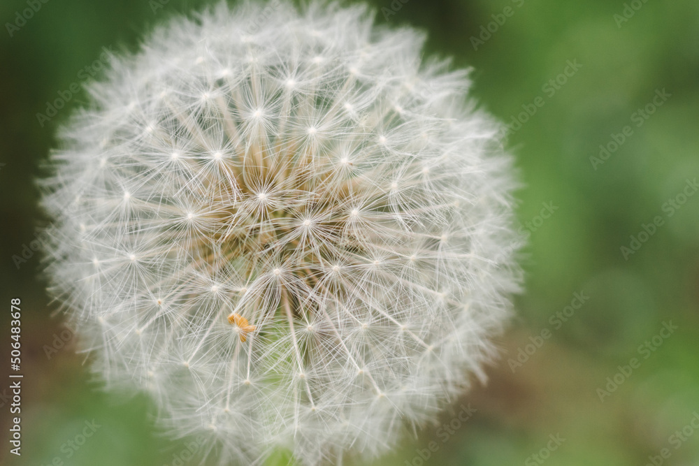 Dandelion clock on natural background wiht copy space Dandelion clock on natural background wiht copy space