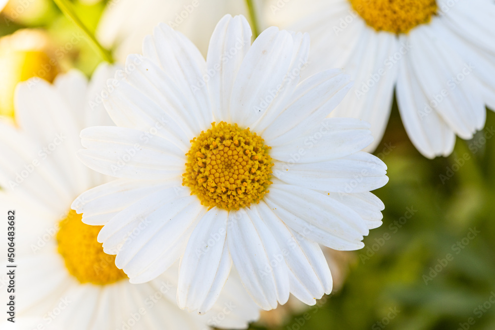 Fototapeta premium Beautiful flower close-up