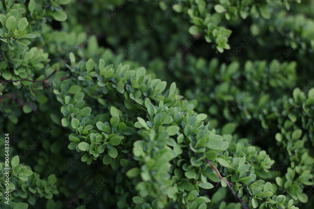 green moss background green moss background