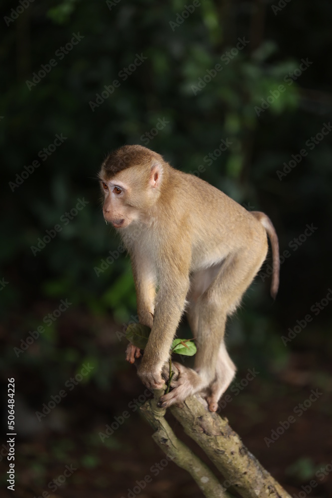 Wild monkeys are lounging and eating on the ground. in Khao Yai National Park, Thailand Wild monkeys are lounging and eating on the ground. in Khao Yai National Park, Thailand