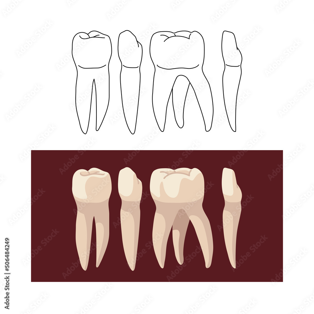 A set of human teeth, such as incisor, fang, premolar and molar.  Color vector illustration isolated on a white background in a cartoon and flat design.