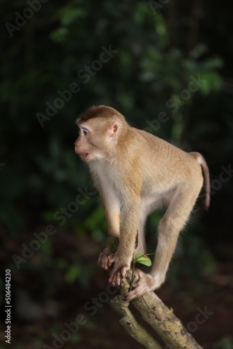 Wild monkeys are lounging and eating on the ground. in Khao Yai National Park, Thailand