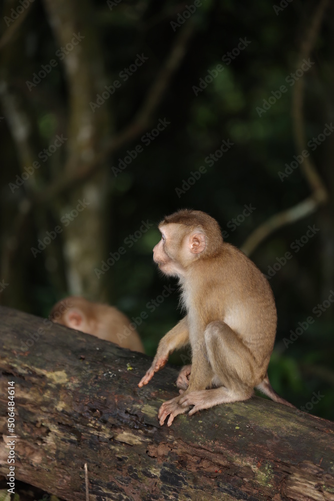 Wild monkeys are lounging and eating on the ground. in Khao Yai National Park, Thailand Wild monkeys are lounging and eating on the ground. in Khao Yai National Park, Thailand