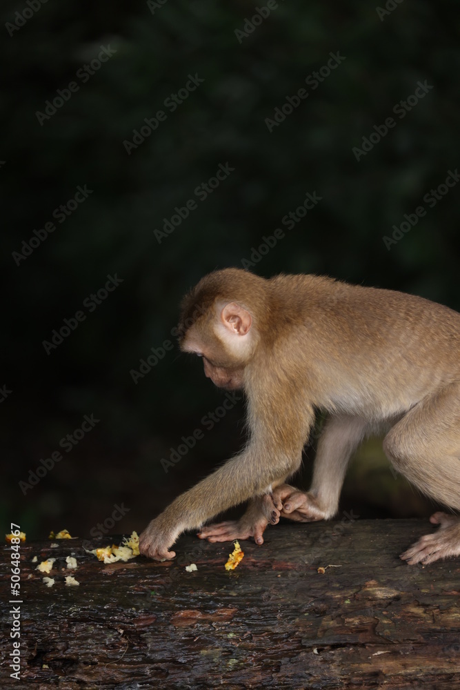 Wild monkeys are lounging and eating on the ground. in Khao Yai National Park, Thailand Wild monkeys are lounging and eating on the ground. in Khao Yai National Park, Thailand
