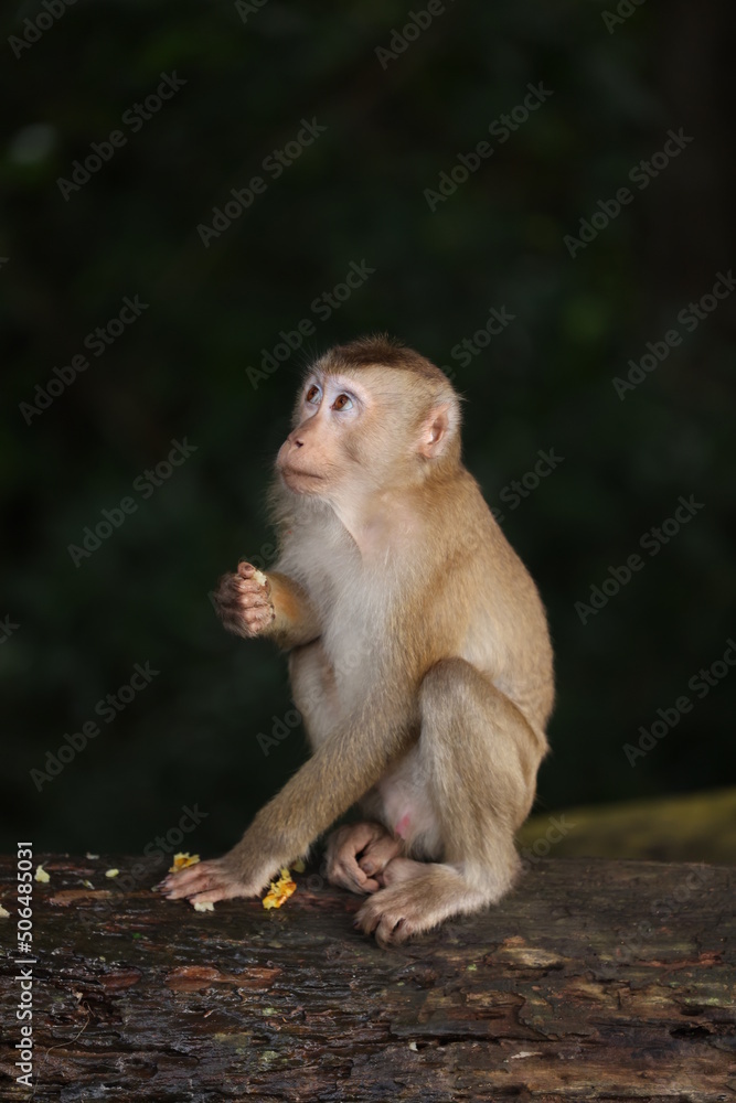 Fototapeta premium Wild monkeys are lounging and eating on the ground. in Khao Yai National Park, Thailand
