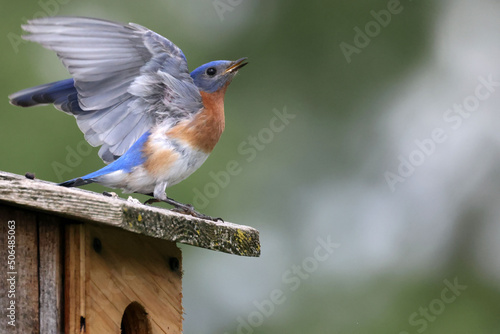 Eastern Bluebirds feeding chicks in box, or bothering nearby box with Tree Swallows and getting chases off by marsh and river on beautiful early summer day 