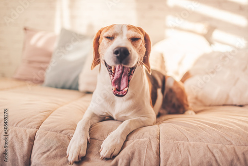 Adorable beagle dog lie down on bed indoors while yawing. Dog theme