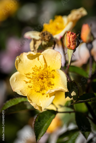 Beautiful rose close-up © Giuseppe Cammino