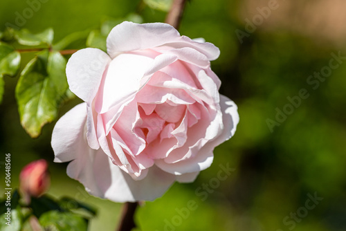 Fototapeta Naklejka Na Ścianę i Meble -  Beautiful rose close-up