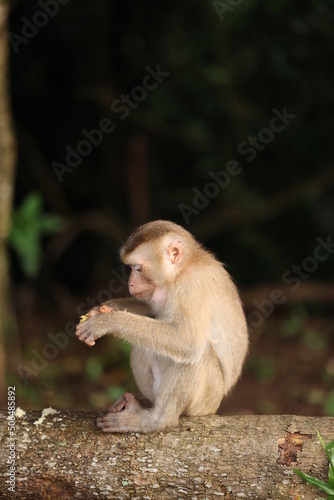 Wild monkeys are lounging and eating on the ground. in Khao Yai National Park, Thailand © JakkritOfficial