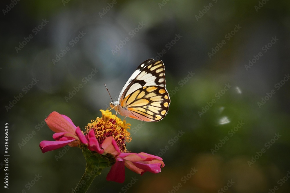Fototapeta premium Butterfly feeding on flower nectar