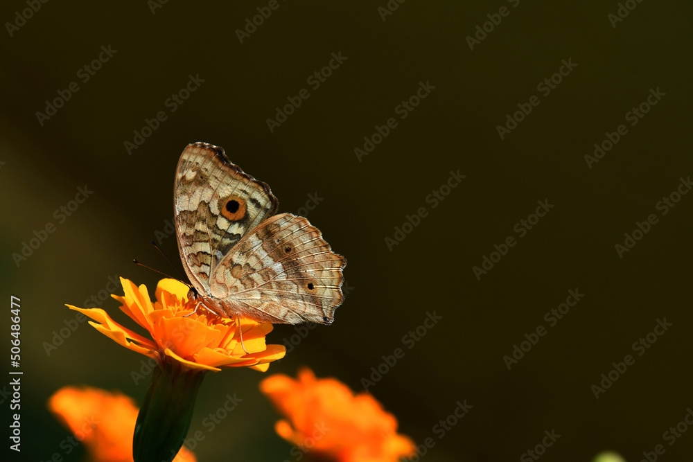 Fototapeta premium Butterfly feeding on flower nectar