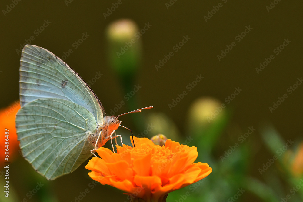 Obraz premium Butterfly feeding on flower nectar