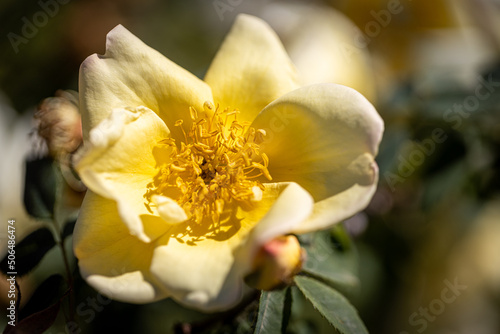 Beautiful rose close-up